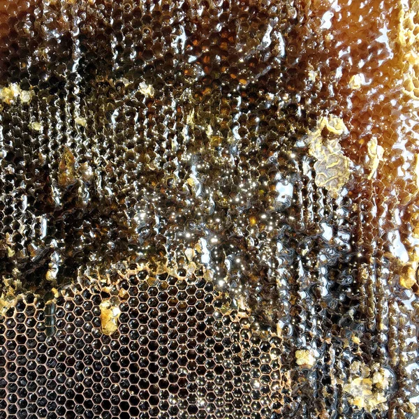 Altın Nektarla Doldurulmuş Altıgen Bal Peteklerinden Bir Damla Bal Damlıyor — Stok fotoğraf