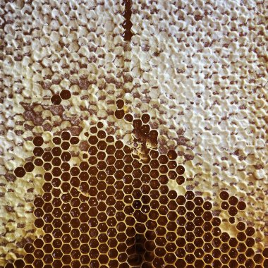 Soyut altıgen yapısı altın bal dolu arı kovanından bal peteği. Bal peteği yaz kompozisyonu arı köyünden yapışkan bal içerir. Arıların kırsal bal petekleri taşraya.