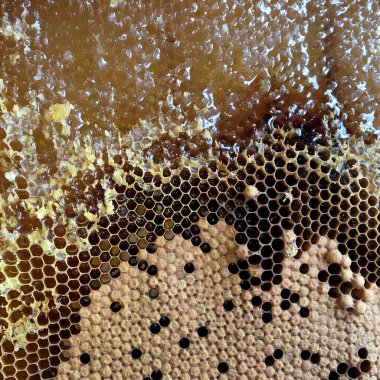 Altın nektarla doldurulmuş altıgen bal peteklerinden bir damla bal damlıyor. Bal peteği yaz kompozisyonu. Doğal bal damlası, balmumu çerçeveli arı damlası. Bal damlası bal damlatıyor bal peteğine.