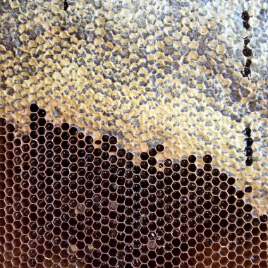 Soyut altıgen yapısı altın bal dolu arı kovanından bal peteği. Bal peteği yaz kompozisyonu arı köyünden yapışkan bal içerir. Arıların kırsal bal petekleri taşraya.
