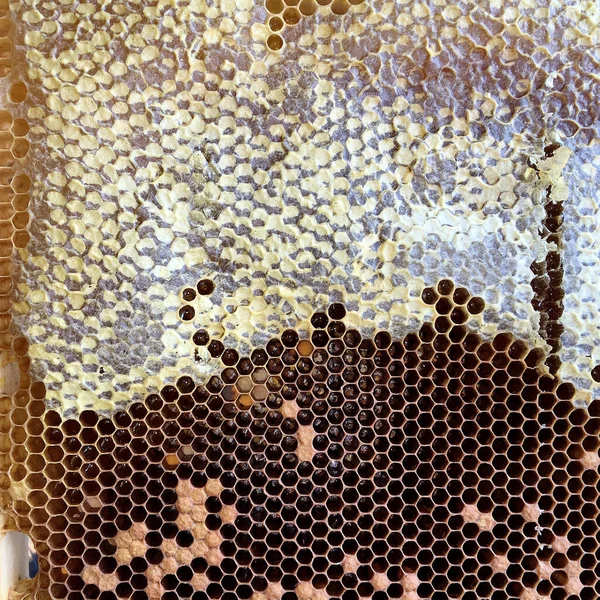 Abstract Hexagon Structure Honeycomb Bee Hive Filled Golden Honey Honeycomb — Stock Photo, Image