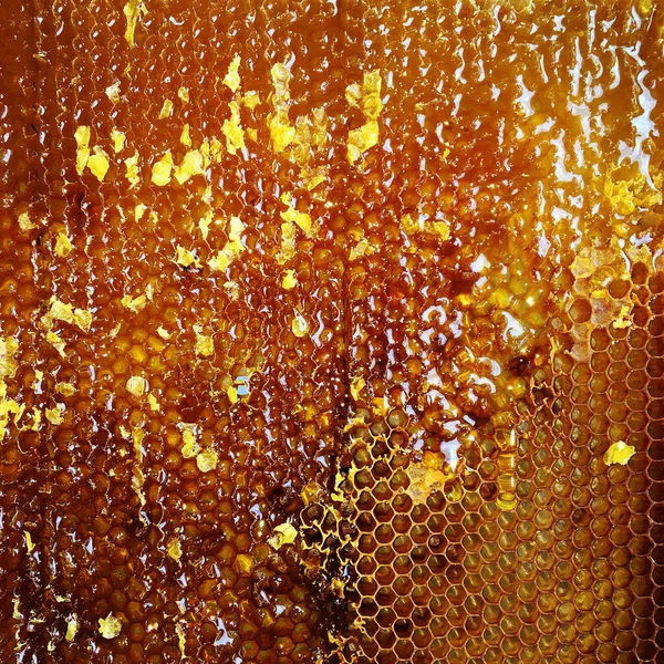 一滴滴蜜蜂蜂蜜从装满黄金花蜜的六角形蜂窝滴下 蜂窝夏天的组成成分包括滴落天然蜂蜜 滴落在蜡框蜜蜂上 蜂窝中的蜜蜂蜜滴 — 图库照片