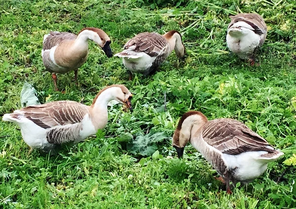 Family White Animals Geese Drink Water Pond Geese Walk Green — Stock Photo, Image