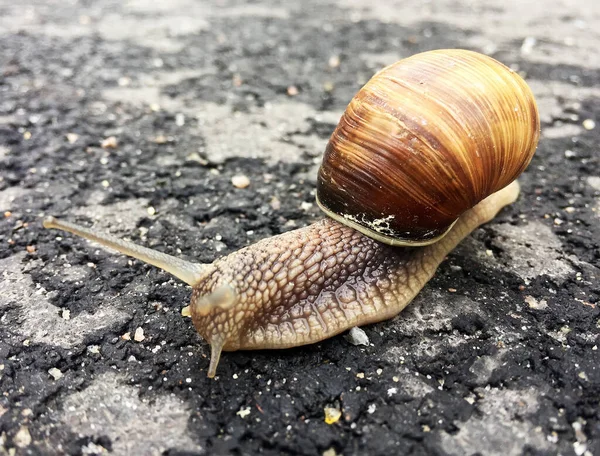 Liten Trädgårdssnigel Med Skal Kryper Våt Väg Snigel Skynda Hem — Stockfoto