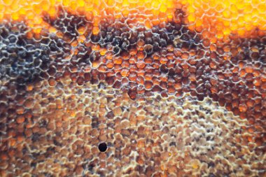 Altın nektarla doldurulmuş altıgen bal peteklerinden bir damla bal damlıyor. Bal peteği yaz kompozisyonu. Doğal bal damlası, balmumu çerçeveli arı damlası. Bal damlası bal damlatıyor bal peteğine.