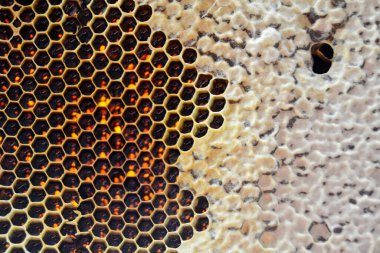 Altın nektarla doldurulmuş altıgen bal peteklerinden bir damla bal damlıyor. Bal peteği yaz kompozisyonu. Doğal bal damlası, balmumu çerçeveli arı damlası. Bal damlası bal damlatıyor bal peteğine.