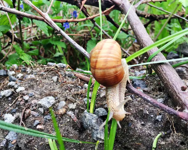 Piccola Chiocciola Giardino Guscio Strisciando Strada Bagnata Lumaca Fretta Casa — Foto Stock