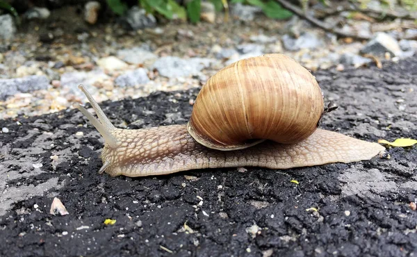 小さな庭のカタツムリのシェルのぬれた道路をクロールし 急いで自宅ナメクジ カタツムリのナメクジは 体を保護するために食用おいしい食品コイルシェルで構成されています 自然動物カタツムリでシェルナメクジクロールで大きな野生自然 — ストック写真