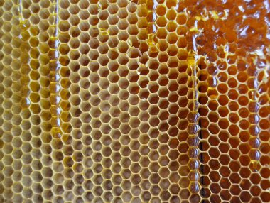 Altın nektarla doldurulmuş altıgen bal peteklerinden bir damla bal damlıyor. Bal peteği yaz kompozisyonu. Doğal bal damlası, balmumu çerçeveli arı damlası. Bal damlası bal damlatıyor bal peteğine.