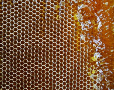 Altın nektarla doldurulmuş altıgen bal peteklerinden bir damla bal damlıyor. Bal peteği yaz kompozisyonu. Doğal bal damlası, balmumu çerçeveli arı damlası. Bal damlası bal damlatıyor bal peteğine.