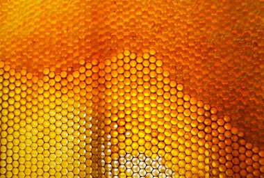 Altın nektarla doldurulmuş altıgen bal peteklerinden bir damla bal damlıyor. Bal peteği yaz kompozisyonu. Doğal bal damlası, balmumu çerçeveli arı damlası. Bal damlası bal damlatıyor bal peteğine.