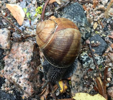 Islak yolda kabuklu küçük bahçe salyangozu sürünüyor, sümüklü böcek hemen eve geliyor. Salyangoz sümüklüböceği, vücudu korumak için sarılmış yenilebilir lezzetli yiyeceklerden oluşur. Kabuklu sümüklüböcek içindeki doğal hayvan salyangozu vahşi doğada sürünüyor..