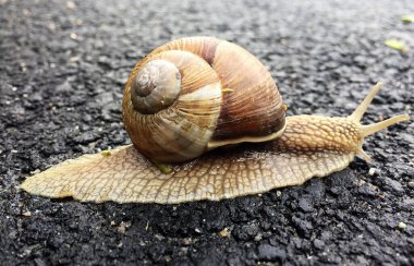 Islak yolda kabuklu küçük bahçe salyangozu sürünüyor, sümüklü böcek hemen eve geliyor. Salyangoz sümüklüböceği, vücudu korumak için sarılmış yenilebilir lezzetli yiyeceklerden oluşur. Kabuklu sümüklüböcek içindeki doğal hayvan salyangozu vahşi doğada sürünüyor..