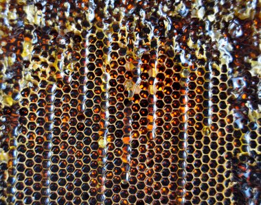 Altın nektarla doldurulmuş altıgen bal peteklerinden bir damla bal damlıyor. Bal peteği yaz kompozisyonu. Doğal bal damlası, balmumu çerçeveli arı damlası. Bal damlası bal damlatıyor bal peteğine.