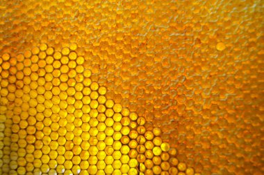 Altın nektarla doldurulmuş altıgen bal peteklerinden bir damla bal damlıyor. Bal peteği yaz kompozisyonu. Doğal bal damlası, balmumu çerçeveli arı damlası. Bal damlası bal damlatıyor bal peteğine.