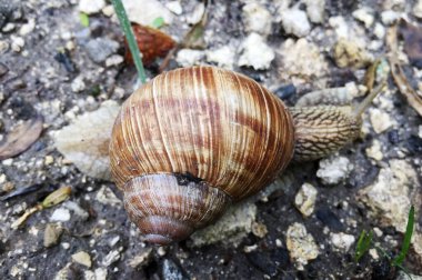Islak yolda kabuklu küçük bahçe salyangozu sürünüyor, sümüklü böcek hemen eve geliyor. Salyangoz sümüklüböceği, vücudu korumak için sarılmış yenilebilir lezzetli yiyeceklerden oluşur. Kabuklu sümüklüböcek içindeki doğal hayvan salyangozu vahşi doğada sürünüyor..