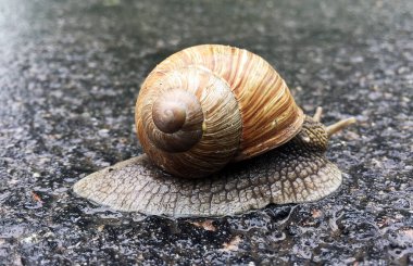 Islak yolda kabuklu küçük bahçe salyangozu sürünüyor, sümüklü böcek hemen eve geliyor. Salyangoz sümüklüböceği, vücudu korumak için sarılmış yenilebilir lezzetli yiyeceklerden oluşur. Kabuklu sümüklüböcek içindeki doğal hayvan salyangozu vahşi doğada sürünüyor..