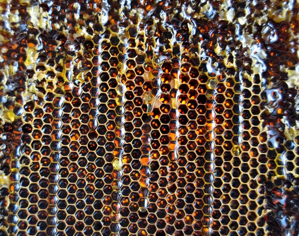 Altın nektarla doldurulmuş altıgen bal peteklerinden bir damla bal damlıyor. Bal peteği yaz kompozisyonu. Doğal bal damlası, balmumu çerçeveli arı damlası. Bal damlası bal damlatıyor bal peteğine.