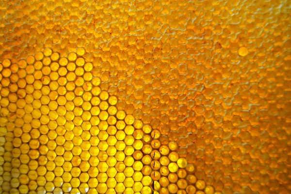 Altın nektarla doldurulmuş altıgen bal peteklerinden bir damla bal damlıyor. Bal peteği yaz kompozisyonu. Doğal bal damlası, balmumu çerçeveli arı damlası. Bal damlası bal damlatıyor bal peteğine.