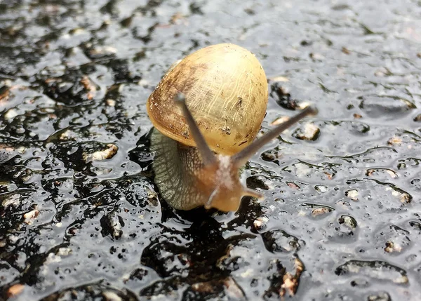 Petit Escargot Jardin Coquille Rampant Sur Route Humide Limace Hâte — Photo