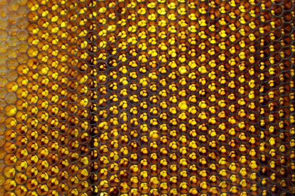 Gota Miel Abeja Goteando Panales Hexagonales Llenos Néctar Dorado Honeycoms — Foto de Stock