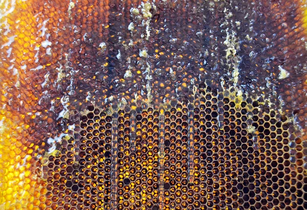 Altın Nektarla Doldurulmuş Altıgen Bal Peteklerinden Bir Damla Bal Damlıyor — Stok fotoğraf