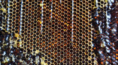 Altın nektarla doldurulmuş altıgen bal peteklerinden bir damla bal damlıyor. Bal peteği yaz kompozisyonu. Doğal bal damlası, balmumu çerçeveli arı damlası. Bal damlası bal damlatıyor bal peteğine.