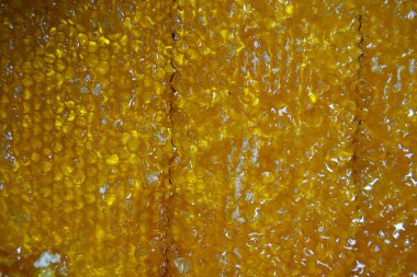 Altın nektarla doldurulmuş altıgen bal peteklerinden bir damla bal damlıyor. Bal peteği yaz kompozisyonu. Doğal bal damlası, balmumu çerçeveli arı damlası. Bal damlası bal damlatıyor bal peteğine.