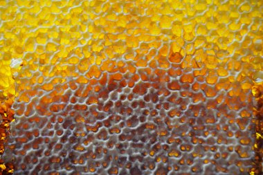 Altın nektarla doldurulmuş altıgen bal peteklerinden bir damla bal damlıyor. Bal peteği yaz kompozisyonu. Doğal bal damlası, balmumu çerçeveli arı damlası. Bal damlası bal damlatıyor bal peteğine.