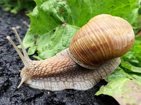 Petit Escargot Jardin Coquille Rampant Sur Route Humide Limace Hâte — Photo