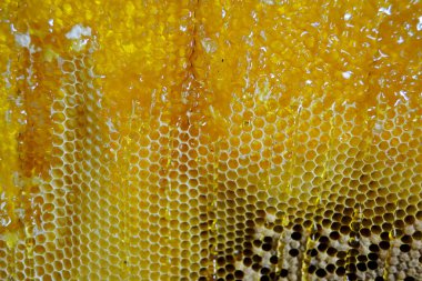 Altın nektarla doldurulmuş altıgen bal peteklerinden bir damla bal damlıyor. Bal peteği yaz kompozisyonu. Doğal bal damlası, balmumu çerçeveli arı damlası. Bal damlası bal damlatıyor bal peteğine.