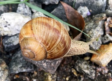 Islak yolda kabuklu küçük bahçe salyangozu sürünüyor, sümüklü böcek hemen eve geliyor. Salyangoz sümüklüböceği, vücudu korumak için sarılmış yenilebilir lezzetli yiyeceklerden oluşur. Kabuklu sümüklüböcek içindeki doğal hayvan salyangozu vahşi doğada sürünüyor..