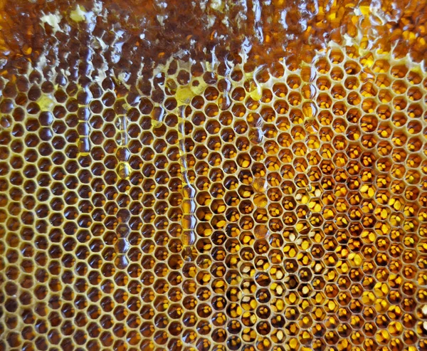 Gota Miel Abeja Goteando Panales Hexagonales Llenos Néctar Dorado Honeycoms — Foto de Stock