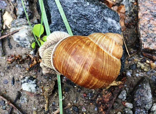 Caracol Pequeno Jardim Casca Rastejando Estrada Molhada Lesma Pressa Para — Fotografia de Stock