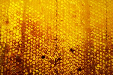 Altın nektarla doldurulmuş altıgen bal peteklerinden bir damla bal damlıyor. Bal peteği yaz kompozisyonu. Doğal bal damlası, balmumu çerçeveli arı damlası. Bal damlası bal damlatıyor bal peteğine.