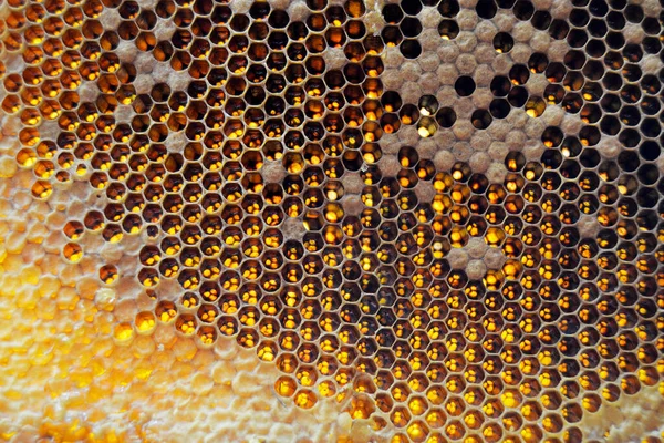 육각형의 벌집에서 꿀벌의 떨어뜨린다 꿀벌의 구성은 떨어뜨리는 것으로 드리우는 것이다 — 스톡 사진