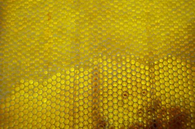 Altın nektarla doldurulmuş altıgen bal peteklerinden bir damla bal damlıyor. Bal peteği yaz kompozisyonu. Doğal bal damlası, balmumu çerçeveli arı damlası. Bal damlası bal damlatıyor bal peteğine.