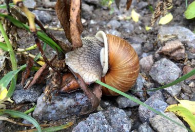 Islak yolda kabuklu küçük bahçe salyangozu sürünüyor, sümüklü böcek hemen eve geliyor. Salyangoz sümüklüböceği, vücudu korumak için sarılmış yenilebilir lezzetli yiyeceklerden oluşur. Kabuklu sümüklüböcek içindeki doğal hayvan salyangozu vahşi doğada sürünüyor..