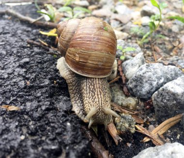 Islak yolda kabuklu küçük bahçe salyangozu sürünüyor, sümüklü böcek hemen eve geliyor. Salyangoz sümüklüböceği, vücudu korumak için sarılmış yenilebilir lezzetli yiyeceklerden oluşur. Kabuklu sümüklüböcek içindeki doğal hayvan salyangozu vahşi doğada sürünüyor..