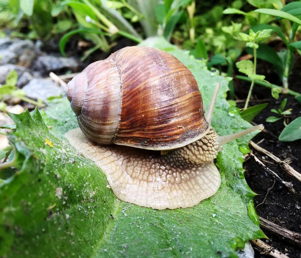 Islak Yolda Kabuklu Küçük Bahçe Salyangozu Sürünüyor Sümüklü Böcek Hemen — Stok fotoğraf