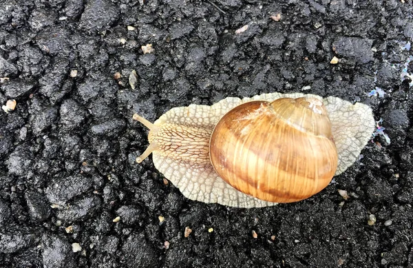 小さな庭のカタツムリのシェルのぬれた道路をクロールし 急いで自宅ナメクジ カタツムリのナメクジは 体を保護するために食用おいしい食品コイルシェルで構成されています 自然動物カタツムリでシェルナメクジクロールで大きな野生自然 — ストック写真