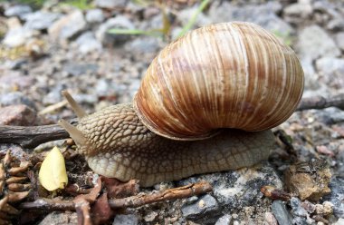 Islak yolda kabuklu küçük bahçe salyangozu sürünüyor, sümüklü böcek hemen eve geliyor. Salyangoz sümüklüböceği, vücudu korumak için sarılmış yenilebilir lezzetli yiyeceklerden oluşur. Kabuklu sümüklüböcek içindeki doğal hayvan salyangozu vahşi doğada sürünüyor..