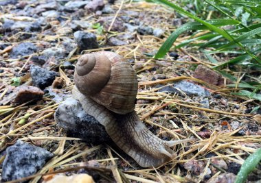 Islak yolda kabuklu küçük bahçe salyangozu sürünüyor, sümüklü böcek hemen eve geliyor. Salyangoz sümüklüböceği, vücudu korumak için sarılmış yenilebilir lezzetli yiyeceklerden oluşur. Kabuklu sümüklüböcek içindeki doğal hayvan salyangozu vahşi doğada sürünüyor..