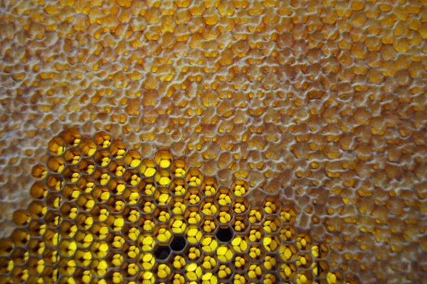 Drop of bee honey drip from hexagonal honeycombs filled with golden nectar. Honeycombs summer composition consisting of drop natural honey, drip on wax frame bee. Drop of bee honey drip in honeycombs.