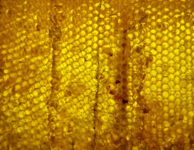 Altın nektarla doldurulmuş altıgen bal peteklerinden bir damla bal damlıyor. Bal peteği yaz kompozisyonu. Doğal bal damlası, balmumu çerçeveli arı damlası. Bal damlası bal damlatıyor bal peteğine.