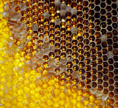 Altın nektarla doldurulmuş altıgen bal peteklerinden bir damla bal damlıyor. Bal peteği yaz kompozisyonu. Doğal bal damlası, balmumu çerçeveli arı damlası. Bal damlası bal damlatıyor bal peteğine.