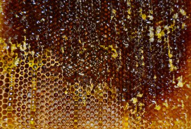 Altın nektarla doldurulmuş altıgen bal peteklerinden bir damla bal damlıyor. Bal peteği yaz kompozisyonu. Doğal bal damlası, balmumu çerçeveli arı damlası. Bal damlası bal damlatıyor bal peteğine.