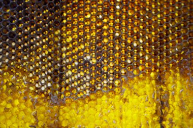 Altın nektarla doldurulmuş altıgen bal peteklerinden bir damla bal damlıyor. Bal peteği yaz kompozisyonu. Doğal bal damlası, balmumu çerçeveli arı damlası. Bal damlası bal damlatıyor bal peteğine.