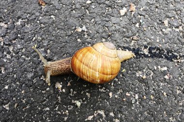 Islak yolda kabuklu küçük bahçe salyangozu sürünüyor, sümüklü böcek hemen eve geliyor. Salyangoz sümüklüböceği, vücudu korumak için sarılmış yenilebilir lezzetli yiyeceklerden oluşur. Kabuklu sümüklüböcek içindeki doğal hayvan salyangozu vahşi doğada sürünüyor..