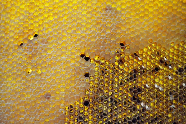 Drop Bee Honey Drip Hexagonal Honeycombs Filled Golden Nectar Honeycombs — Stock Photo, Image